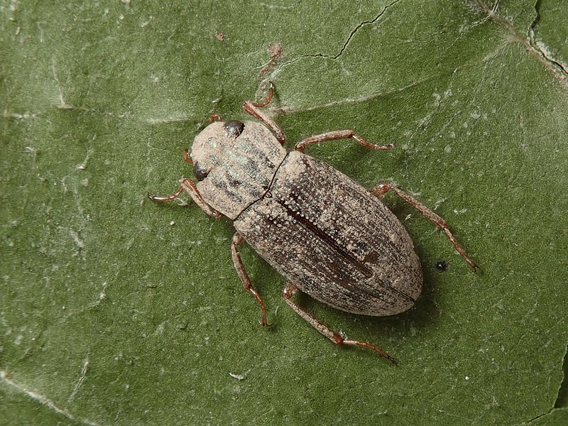 Tenebrionidae Gonocephalum sp.? No, Helophoridae, Helophorus sp.